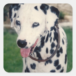 My Pet Friend Custom Photo Square Sticker