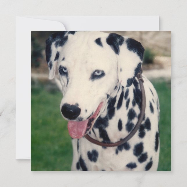 My Pet Friend Upload Your Own Photo Custom Card (Front)