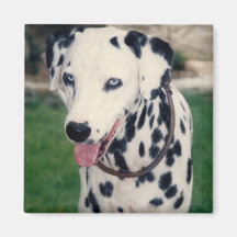 My Pet Friend Upload Your Own Photo Custom 