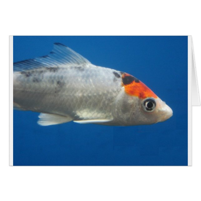 My Pet Koi Fish (Front Horizontal)