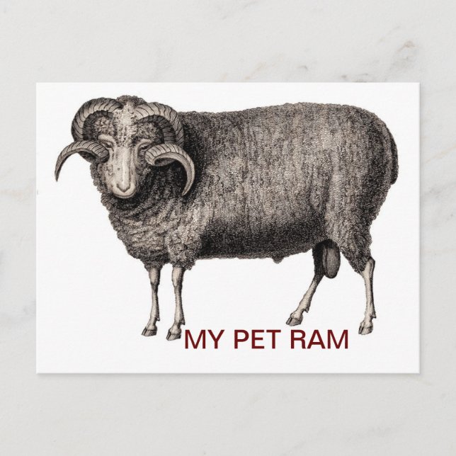 MY PET RAM POSTCARD (Front)