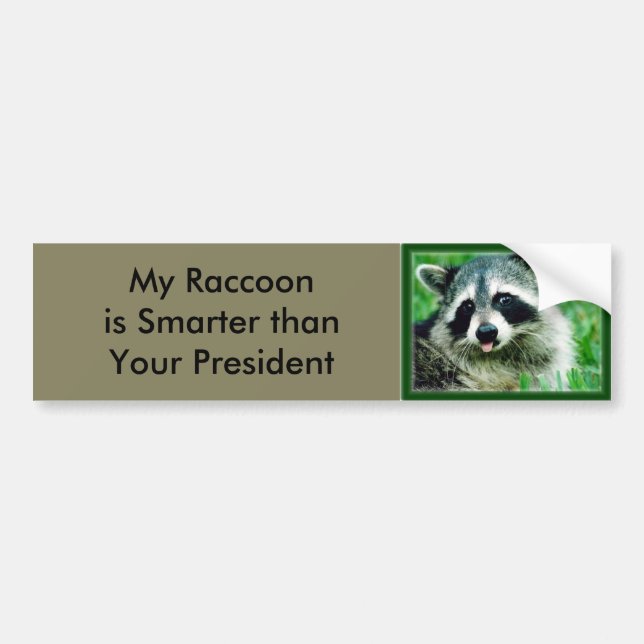 My Racoon is smarter than your President Bumper Sticker (Front)