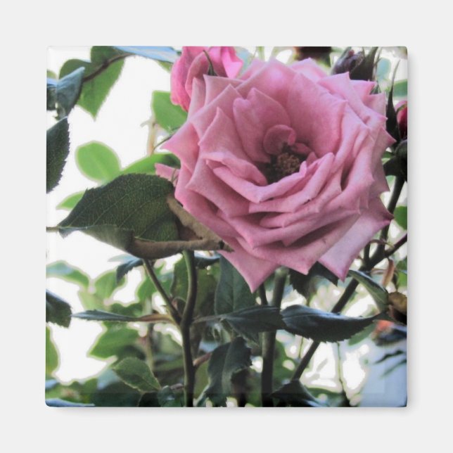 My Rose Magnet (Front)