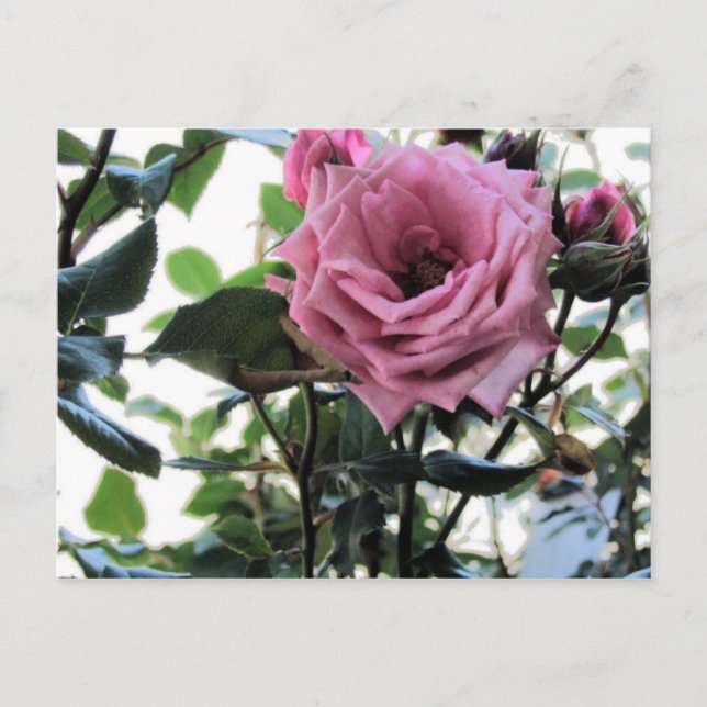 My Rose Postcard (Front)