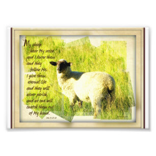 My Sheep Hear My Voice 5 x 7 Photo Print