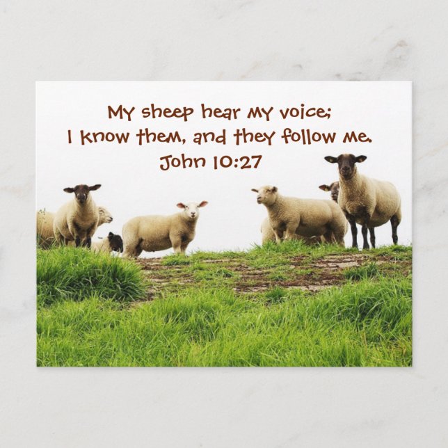 My Sheep Hear My Voice, Bible John 10:27, Custom Postcard (Front)