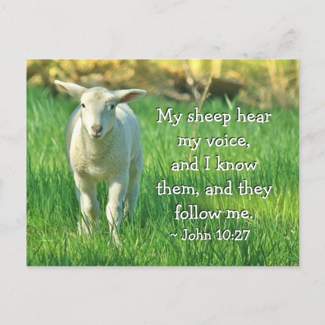 My Sheep Hear My Voice, John 10:27 Bible Verse Postcard (Front)