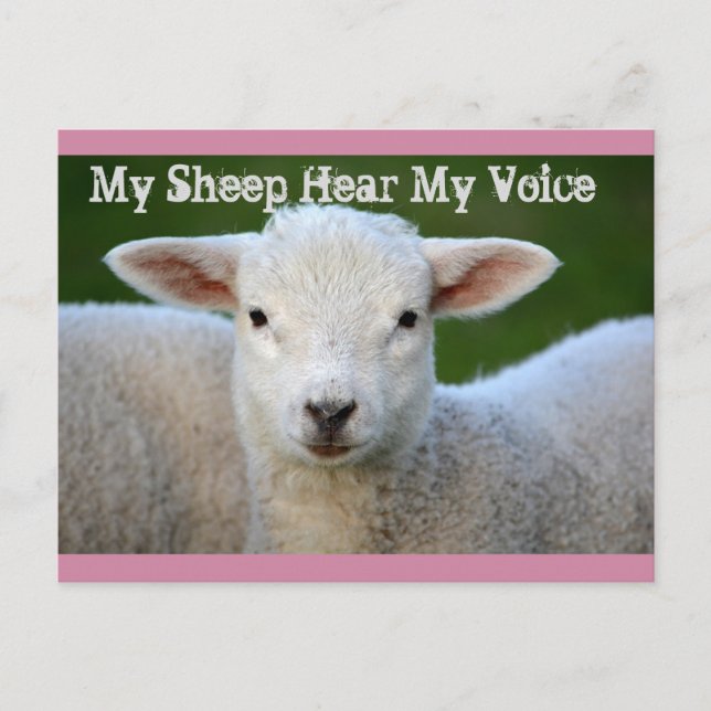 My Sheep Hear My Voice, John 10:27 Bible Verse Postcard (Front)