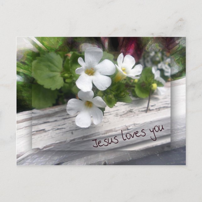 My Sheep Postcard (Front)