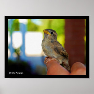 My Sparrow Friend Poster