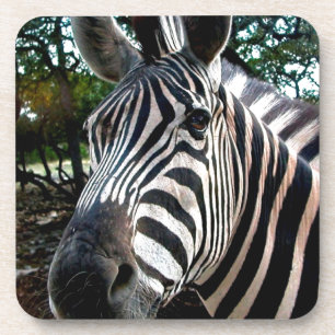 My  Strippy Friend Coaster