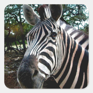 My Strippy Friend Square Sticker