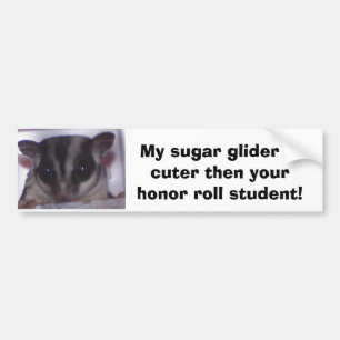 My sugar glider is cuter th... bumper sticker