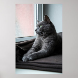 MY SWEETHEART ROUTER RESCUED KITTEN POSTER