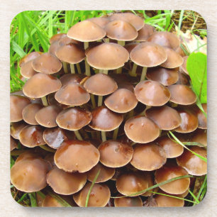 Mycena inclinata Mushroom Hard Plastic Coasters