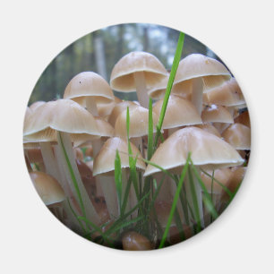 Mycena inclinata Mushroom Magnet