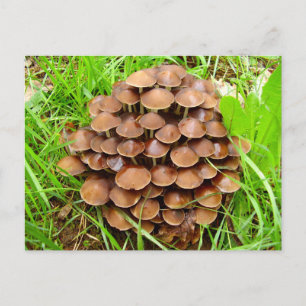 Mycena inclinata Mushroom Postcard