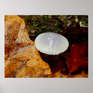 Mycena stylobates Mushroom Poster