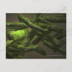 Mycobacterium tuberculosis cells postcard