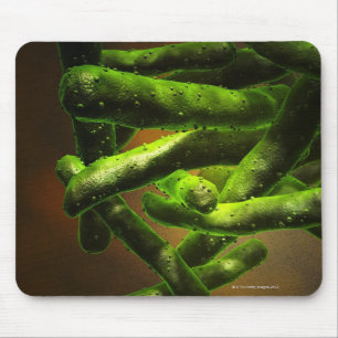Mycobacterium Tuberculosis Mouse Mat