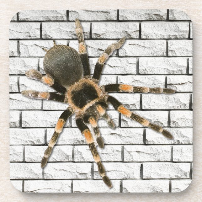 mygal spider (Brachypelma smithi). Coaster (Front)
