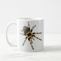 Mygal spider (Brachypelma smithi).