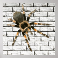 mygal spider (Brachypelma smithi).