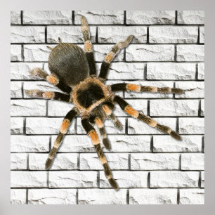 mygal spider (Brachypelma smithi). Poster