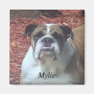Mylie English Bulldog Square Magnet