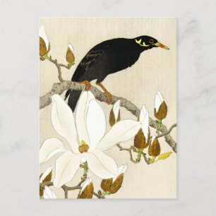 Myna On Magnolia Branch by Koson, Common Hill Myna Postcard