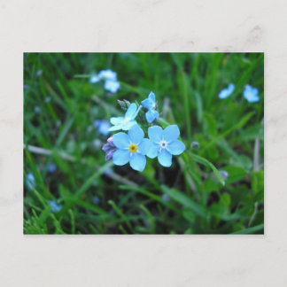 Myosotis (2) postcard