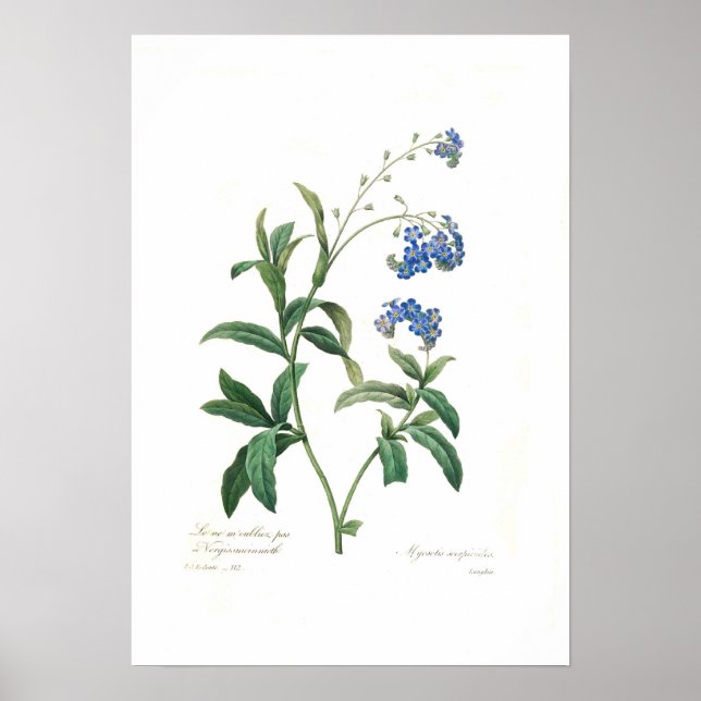Myosotis scorpioides poster (Front)