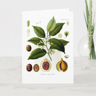 Myristica fragrans (nutmeg) card