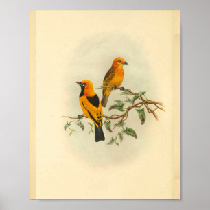 Mysore Yellow Flycatcher Bird Vintage Print