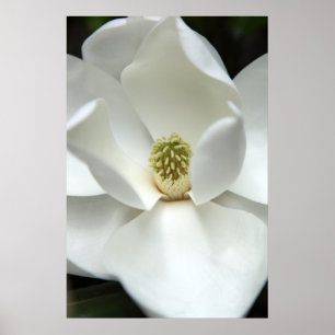 Mysteriously Magnolia Poster