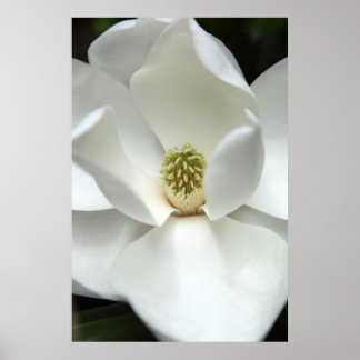 Mysteriously Magnolia Poster
