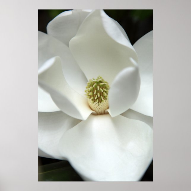 Mysteriously Magnolia Poster (Front)