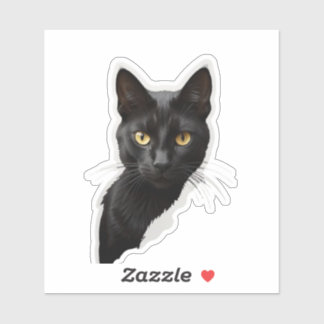 Mystery black cat with sharp eyes