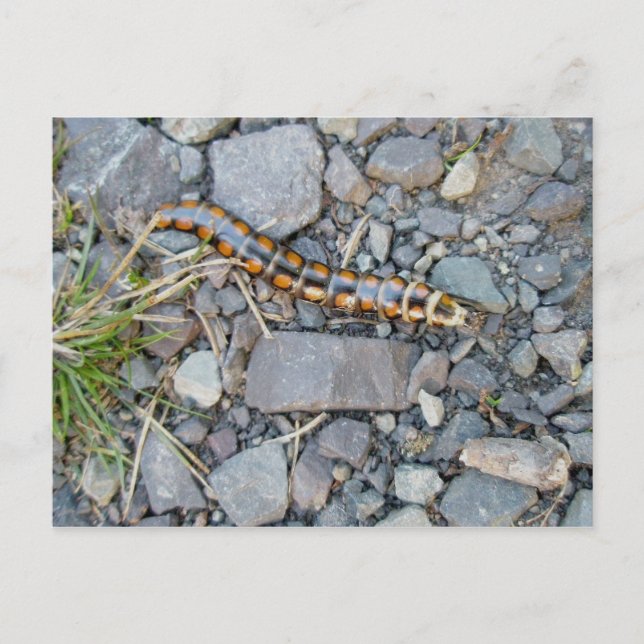 Mystery Critter Postcard (Front)