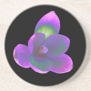 Mystic Beauty Crocus Flower Coasters