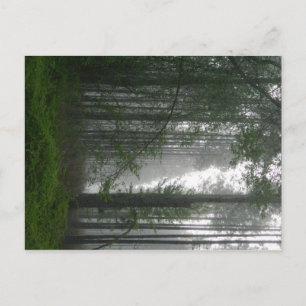Mystic Woods Postcard