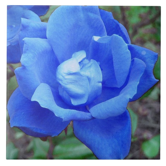 Mystical Blue Rose Photo Ceramic Tiles (Front)