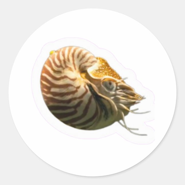 Mystical Chambered Nautilus Shell Sticker, Living  Classic Round Sticker (Front)
