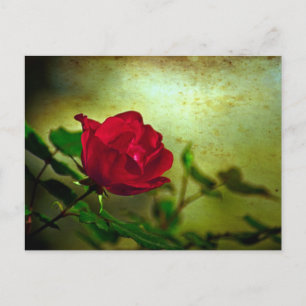 Mystical Garden Gothic Valentine's day Red Rose Holiday Postcard