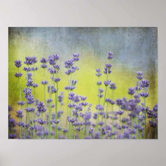 Mystical Lavender Poster (Front)