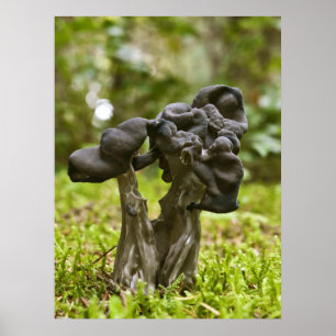 Mystical Mushrooms Fine Art Prints