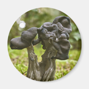 Mystical Mushrooms Magnet