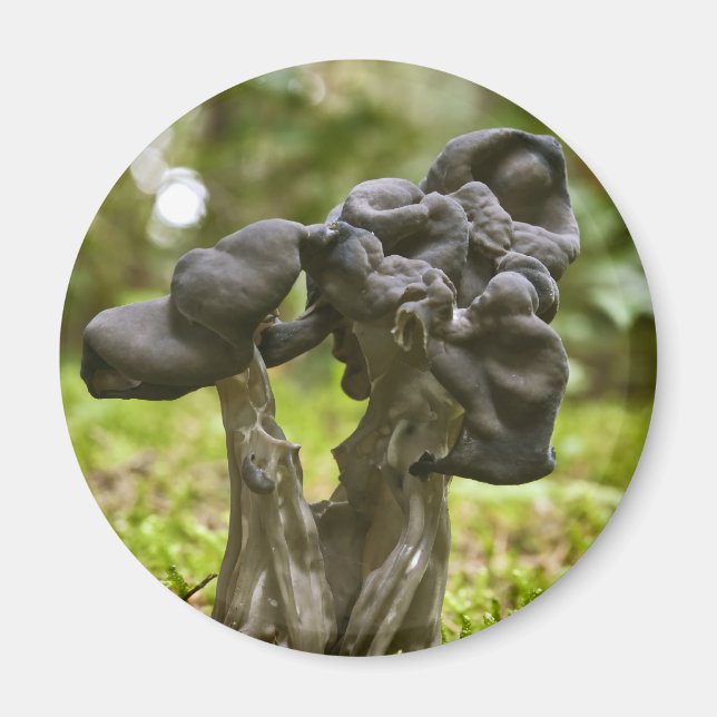 Mystical Mushrooms Magnet (Front)