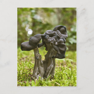 Mystical Mushrooms Postcard