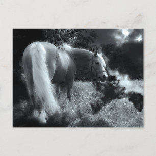 mystical night horse postcard